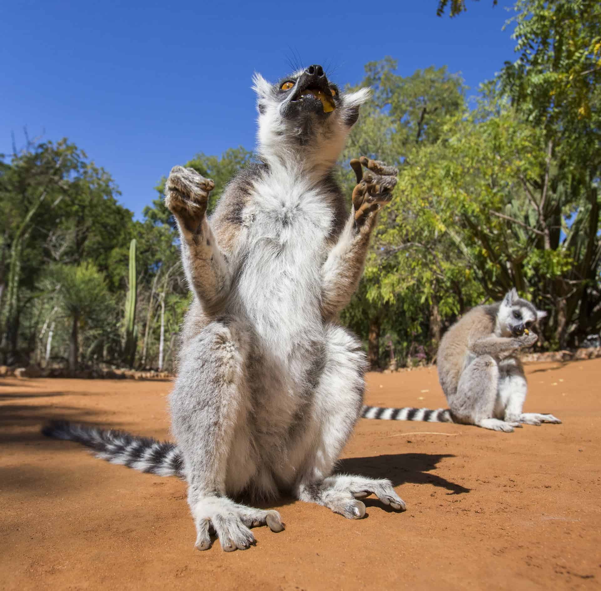 David Kulike Australien